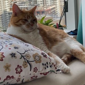 Meet your Posher, Lilli